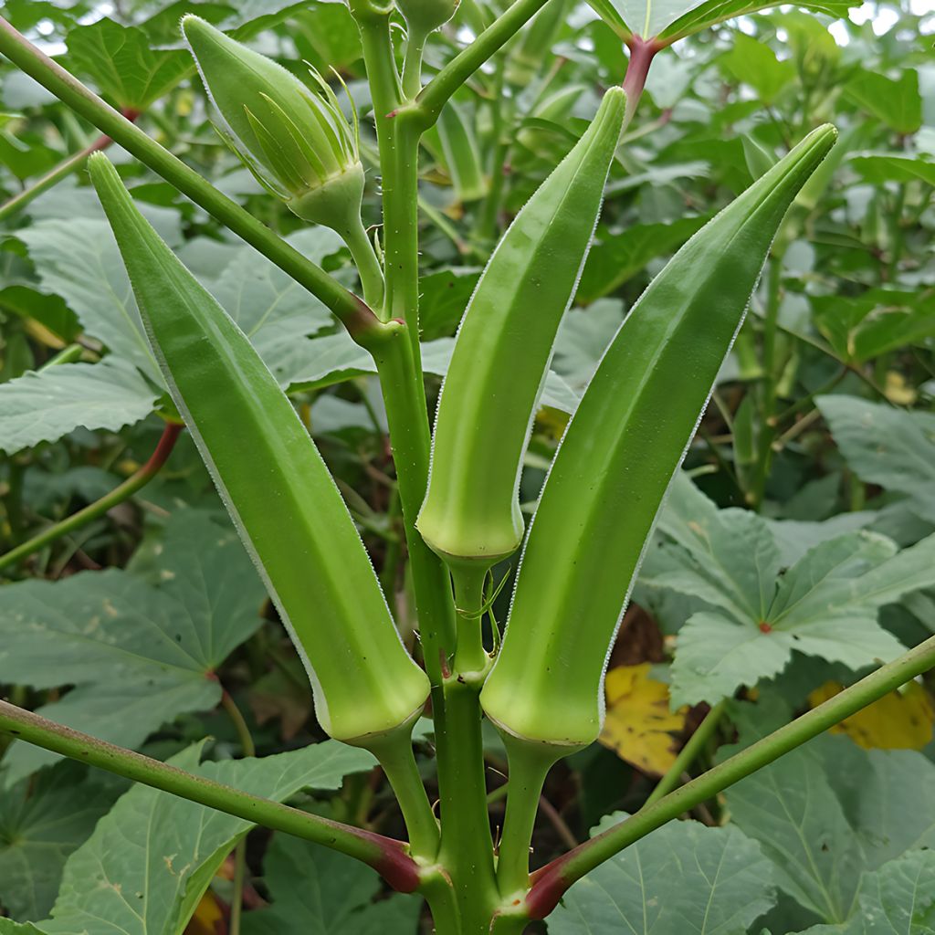 Abelmoschus esculentus - Okra