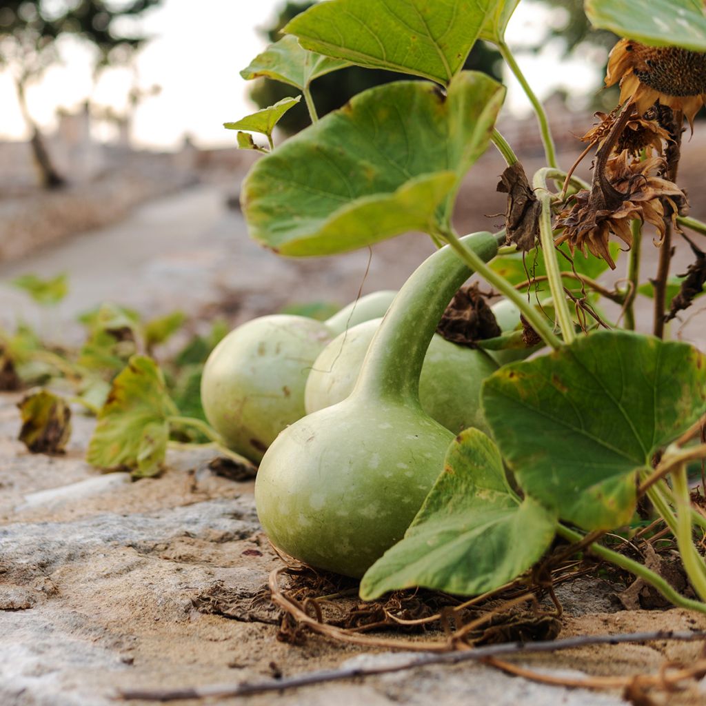 Zucca bottiglia Pélerine Bio - Ferme de Sainte Marthe