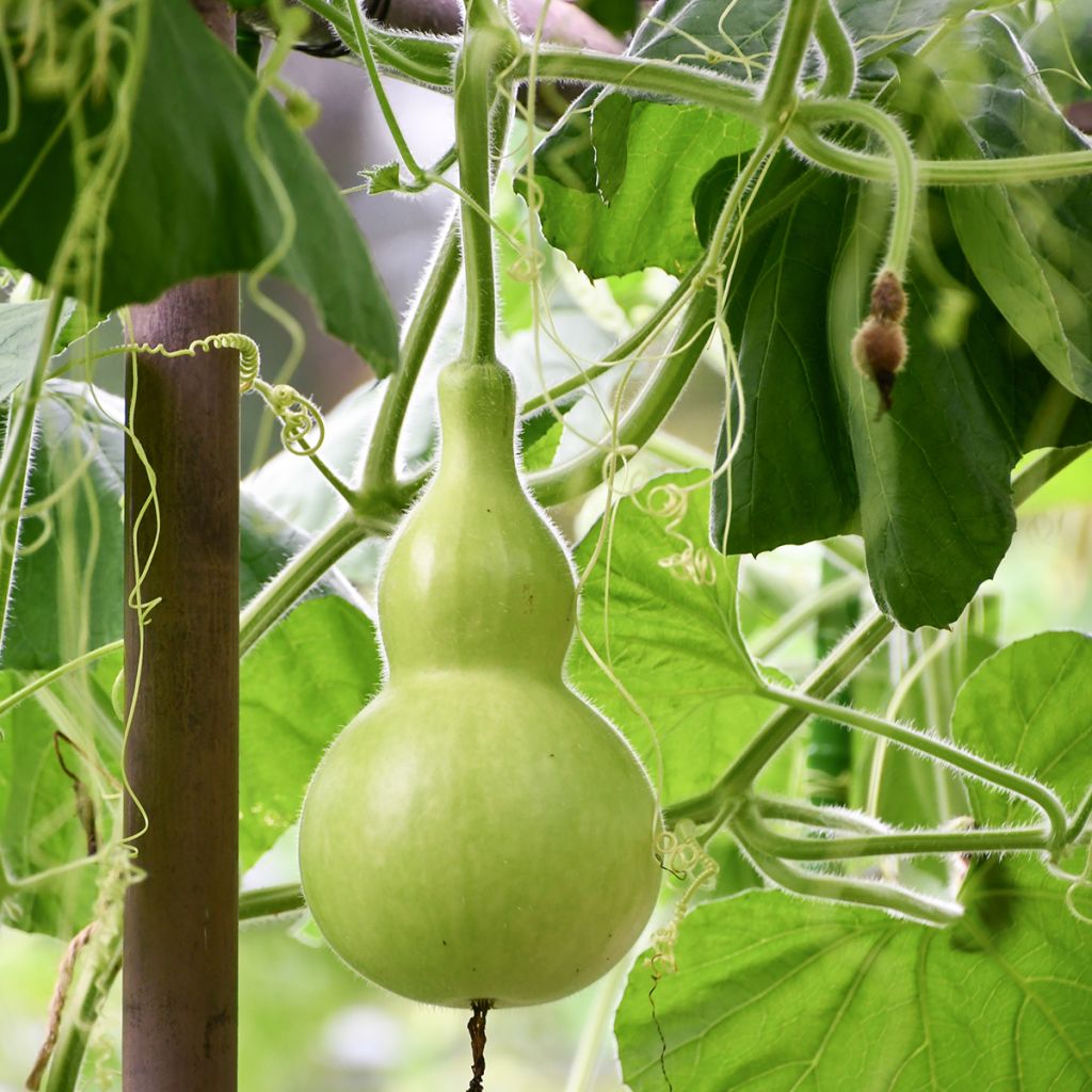 Zucca bottiglia Pélerine Bio - Ferme de Sainte Marthe