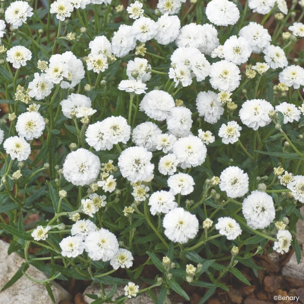 Achillea ptarmica Marshmallow (Semi rivestiti)