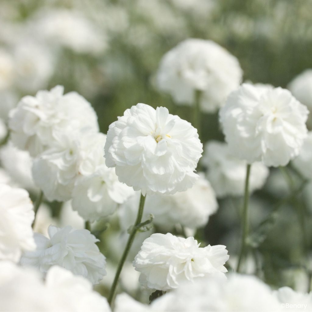 Achillea ptarmica Marshmallow (Semi rivestiti)
