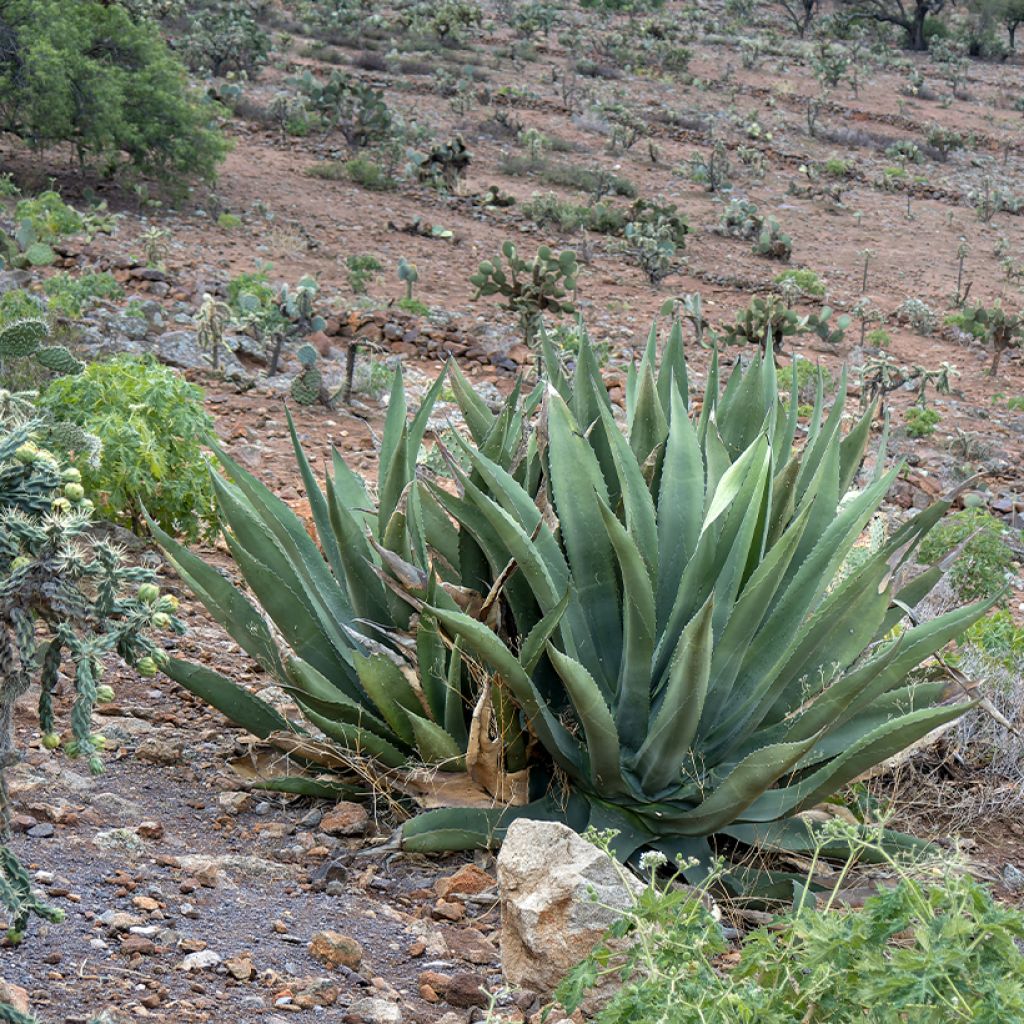 Agave salmiana (semi)