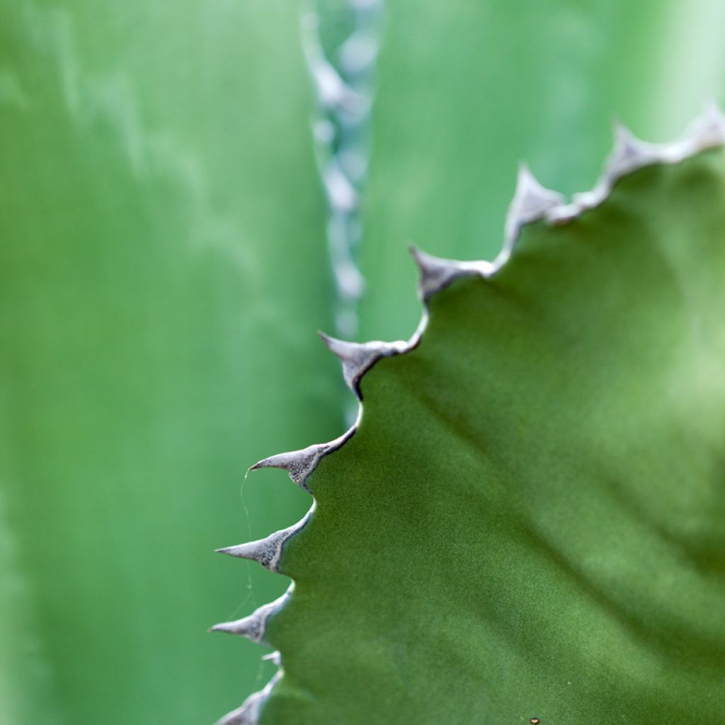Agave salmiana (semi)