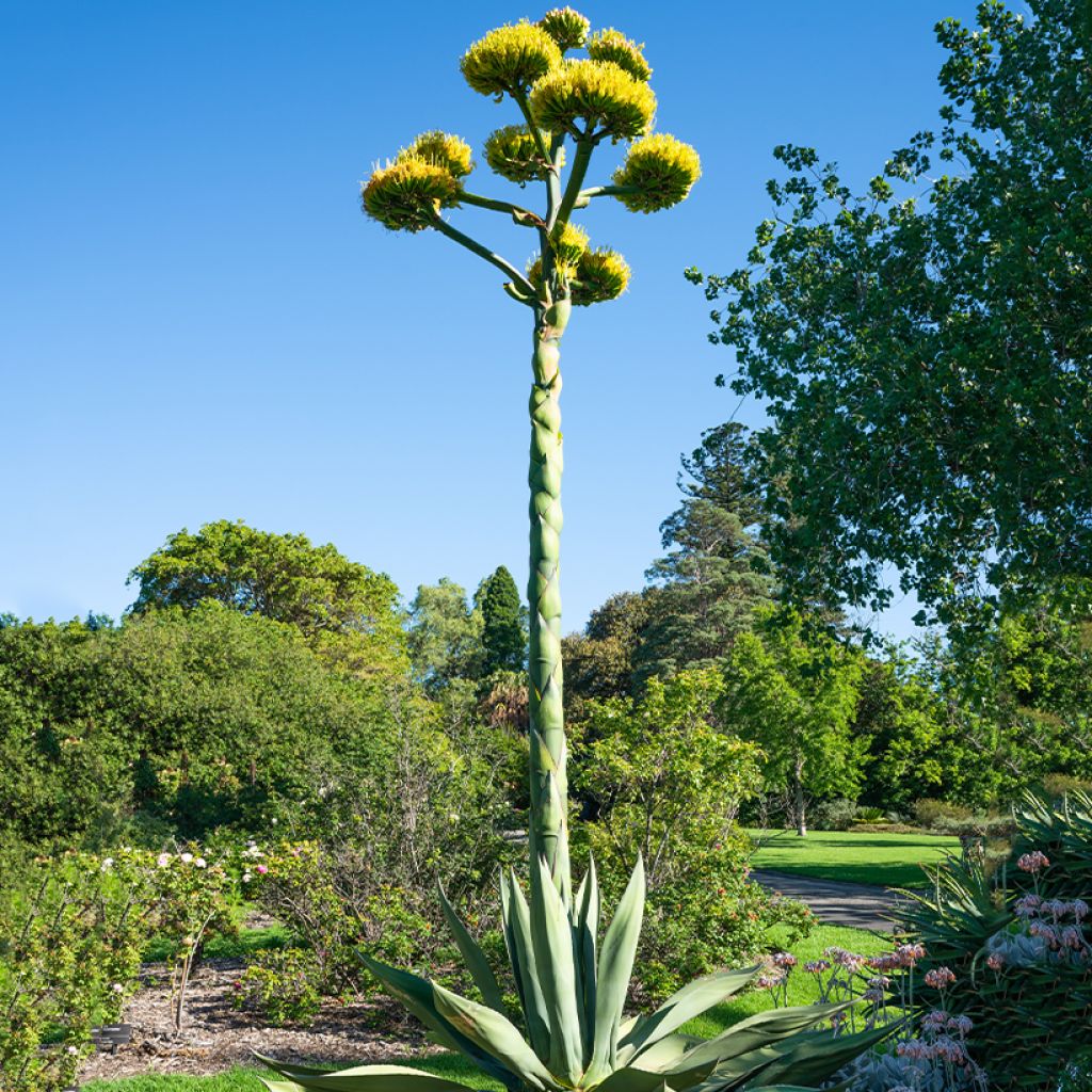 Agave salmiana (semi)