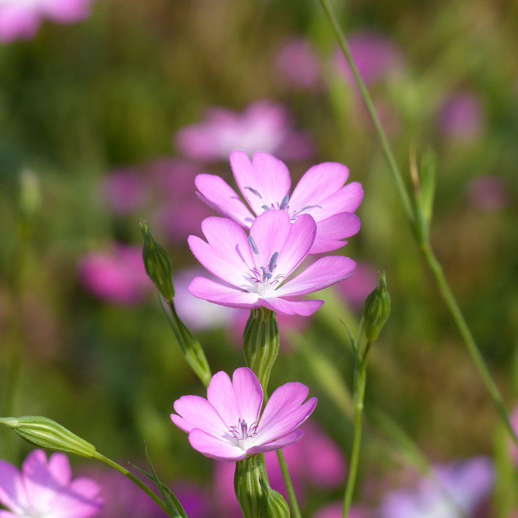 Agrostemma coeli-rosa - Gittaione (semi)