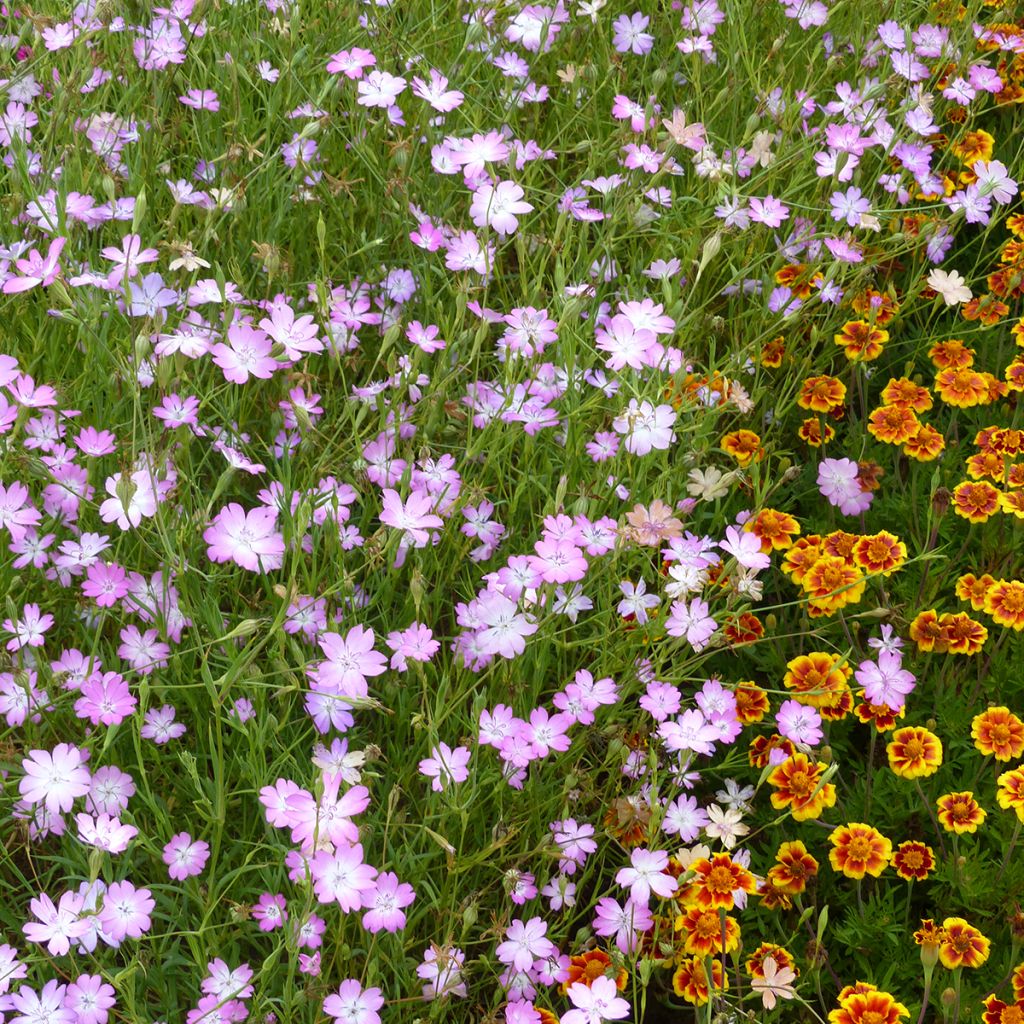 Agrostemma coeli-rosa - Gittaione (semi)