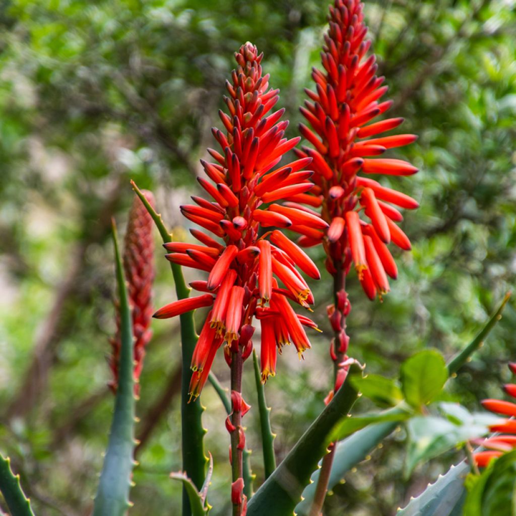Aloe arborescens (semi)