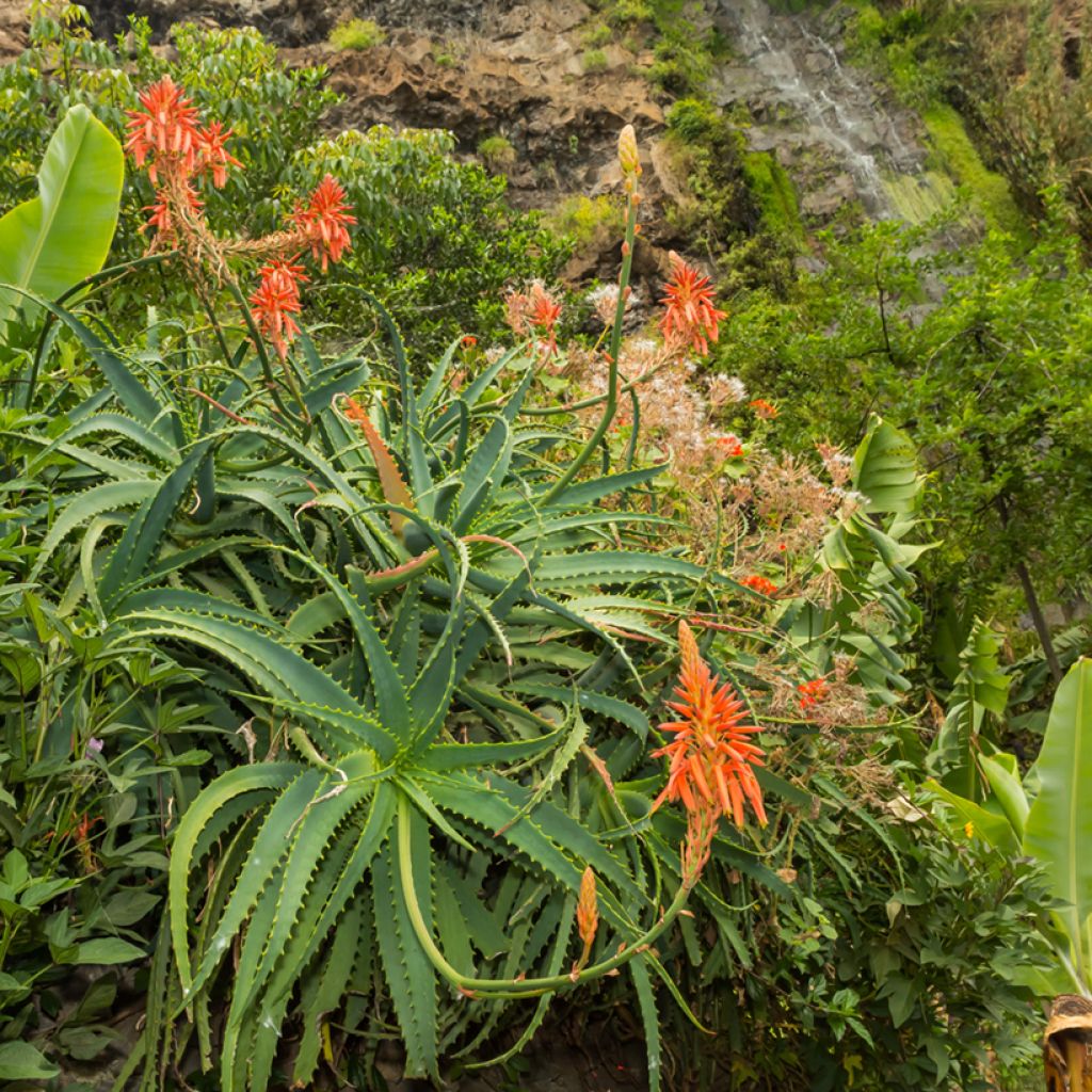 Aloe arborescens (semi)