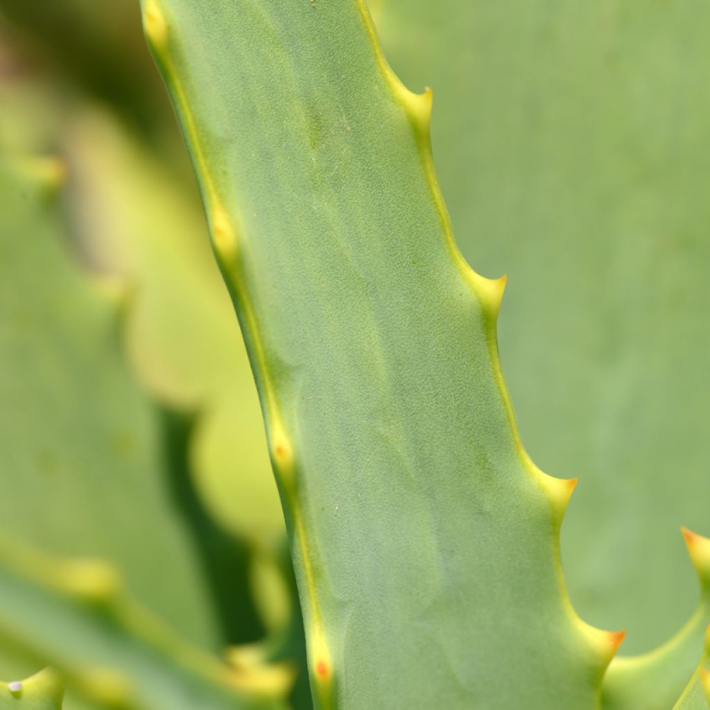 Aloe arborescens (semi)