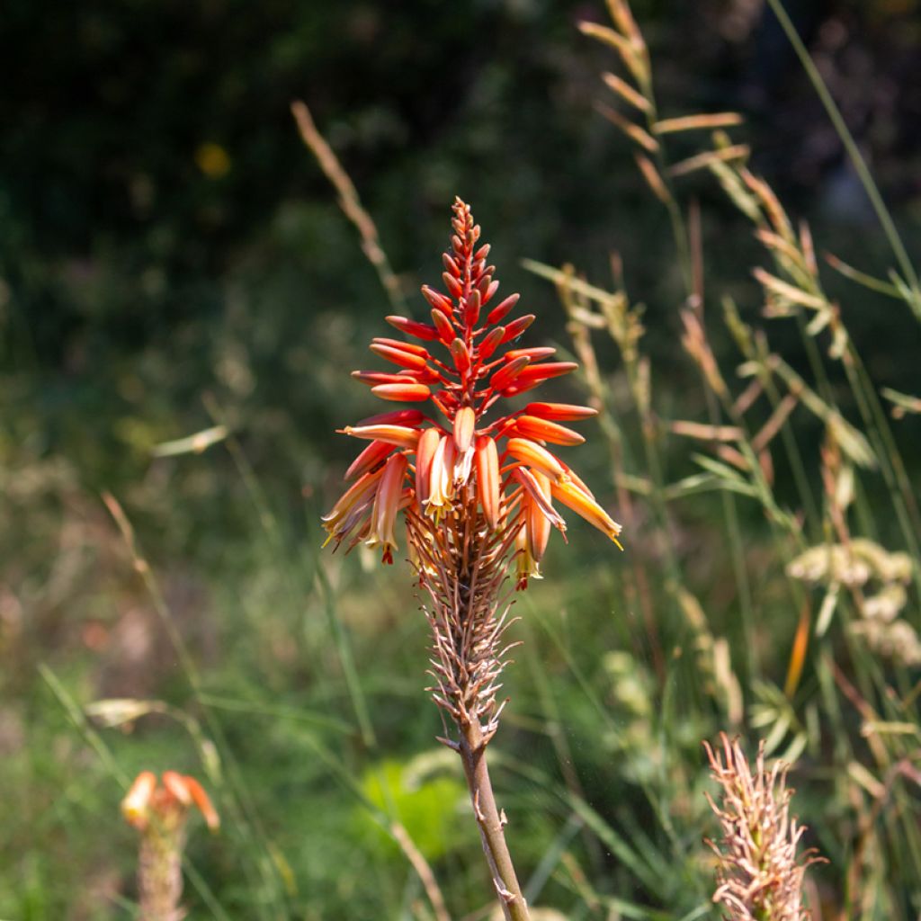 Aloe arborescens (semi)