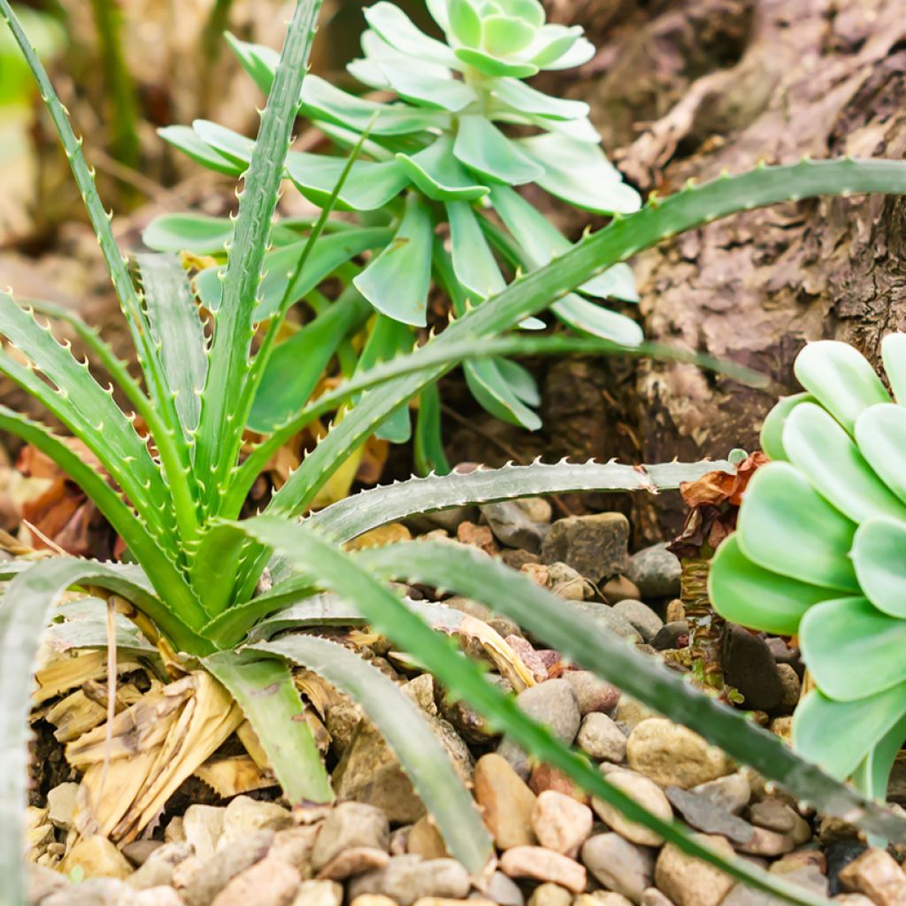 Aloe arborescens (semi)