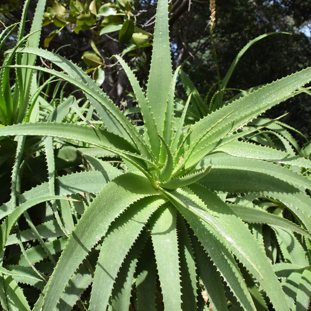 Aloe arborescens (semi)