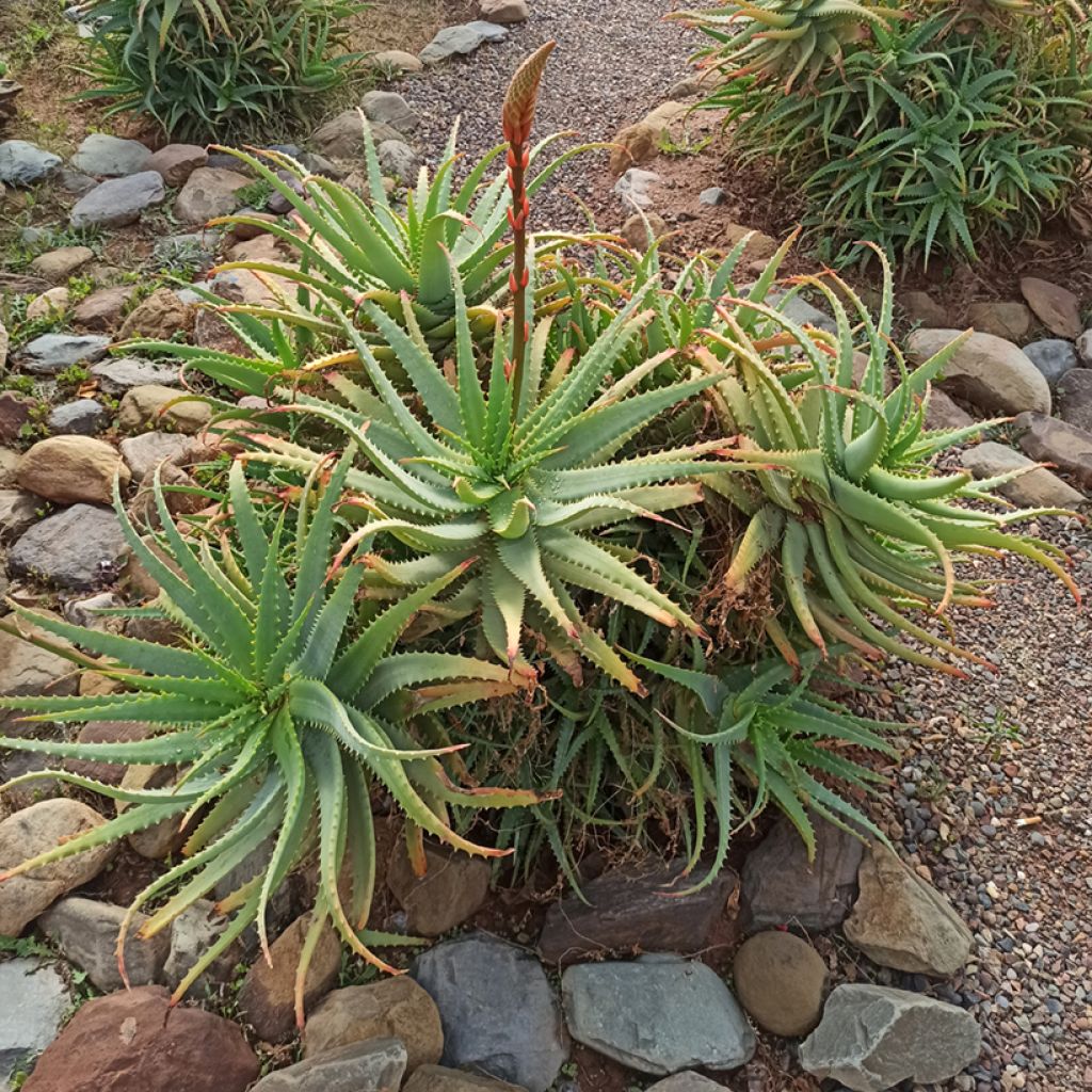 Aloe arborescens (semi)