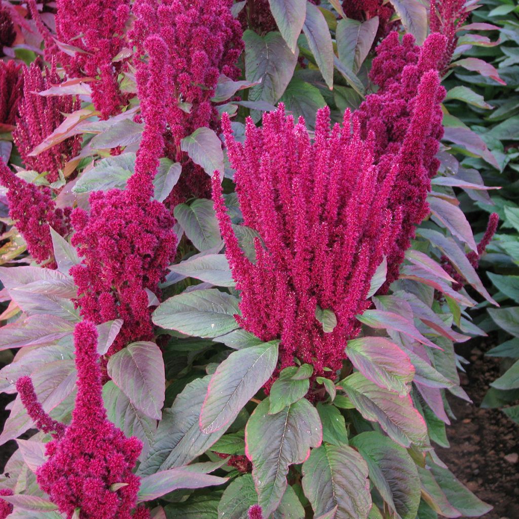 Amaranto Red Cathedral (semi) - Amaranthus
