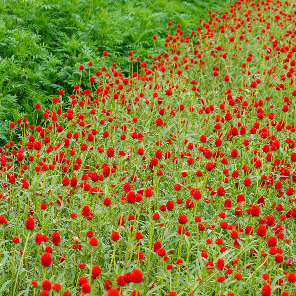 Gomphrena haageana Strawberry Fields - Amarantino