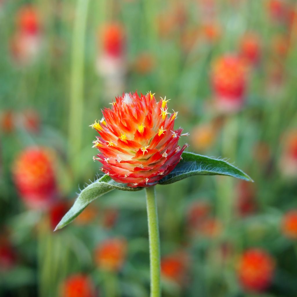 Gomphrena haageana Strawberry Fields - Amarantino
