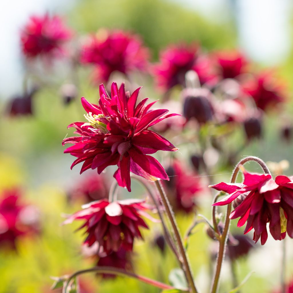 Aquilegia Bordeaux Barlow (semi)