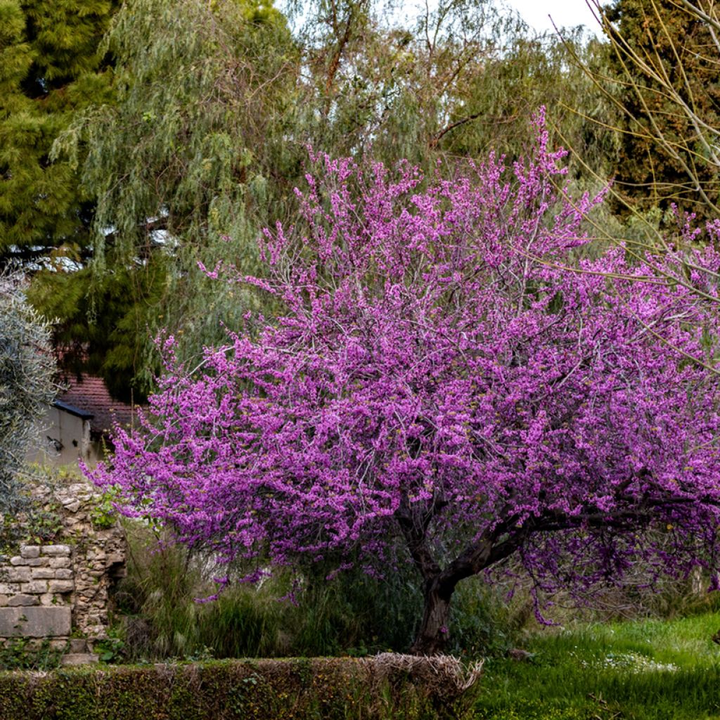 Cercis siliquastrum (semi) - Albero di Giuda