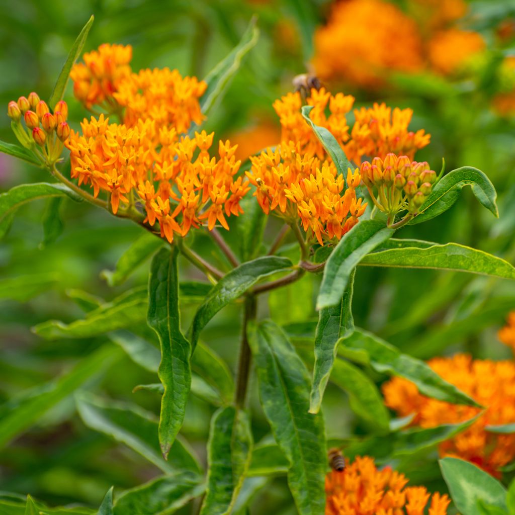 Asclepias tuberosa (semi)