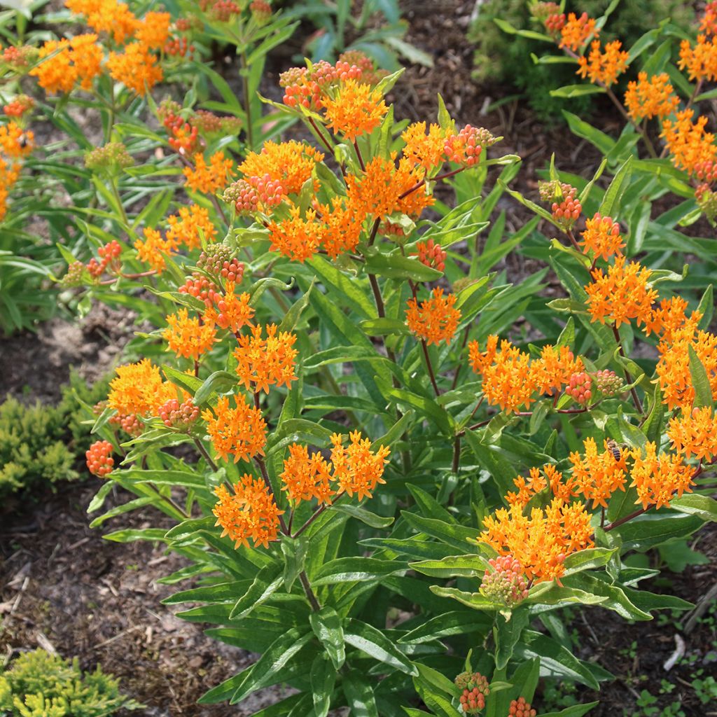 Asclepias tuberosa (semi)