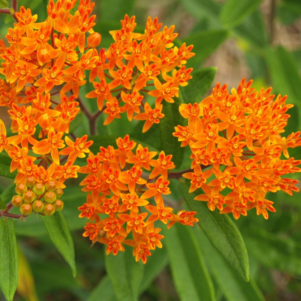 Asclepias tuberosa (semi)