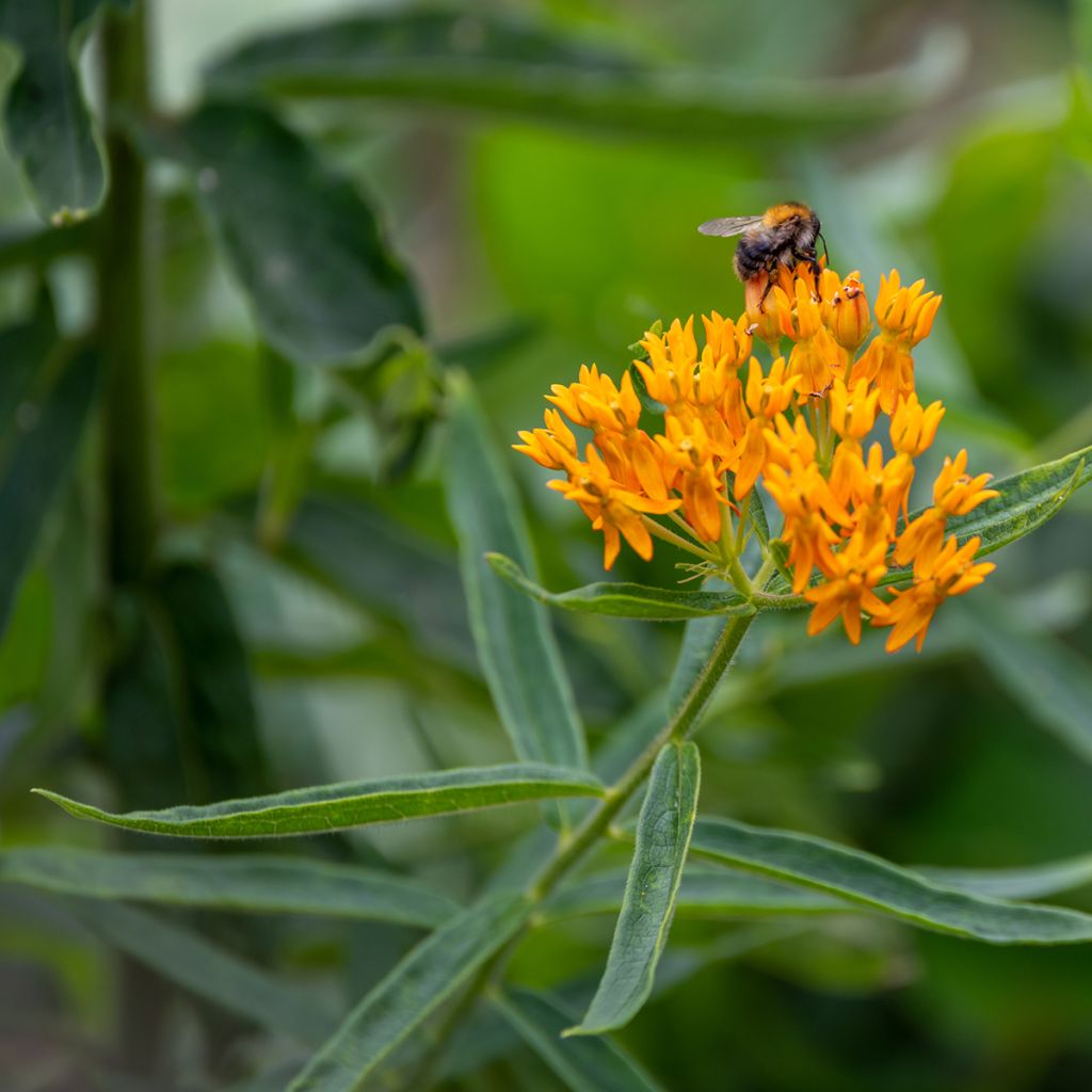 Asclepias tuberosa (semi)