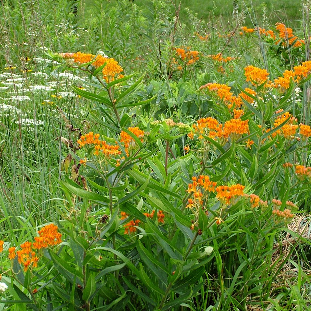 Asclepias tuberosa (semi)