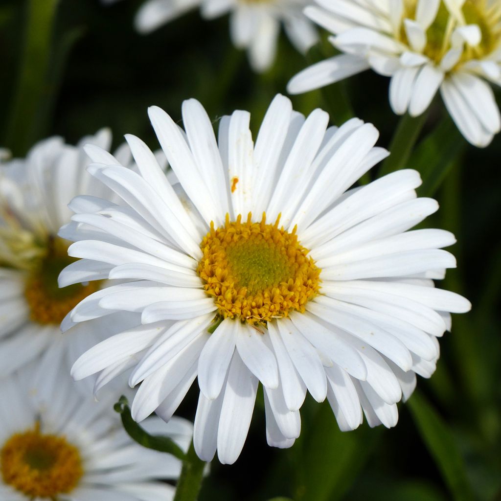 Aster alpinus White Beauty (semi) - Astro alpino