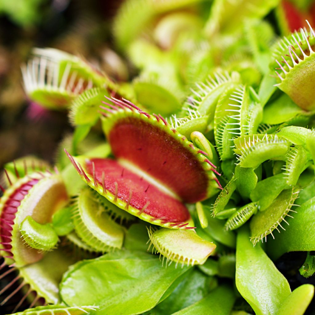 Venere acchiappamosche (semi) - Dionaea muscipula