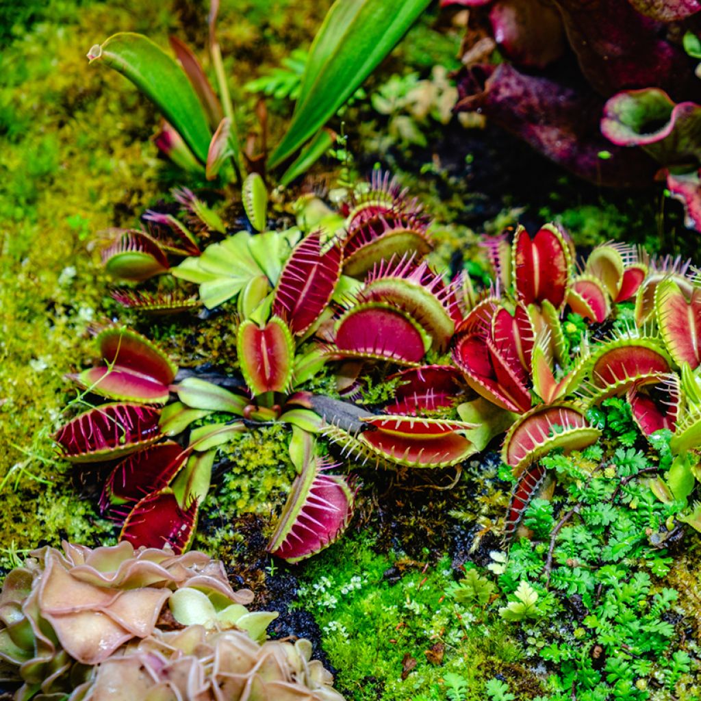 Venere acchiappamosche (semi) - Dionaea muscipula