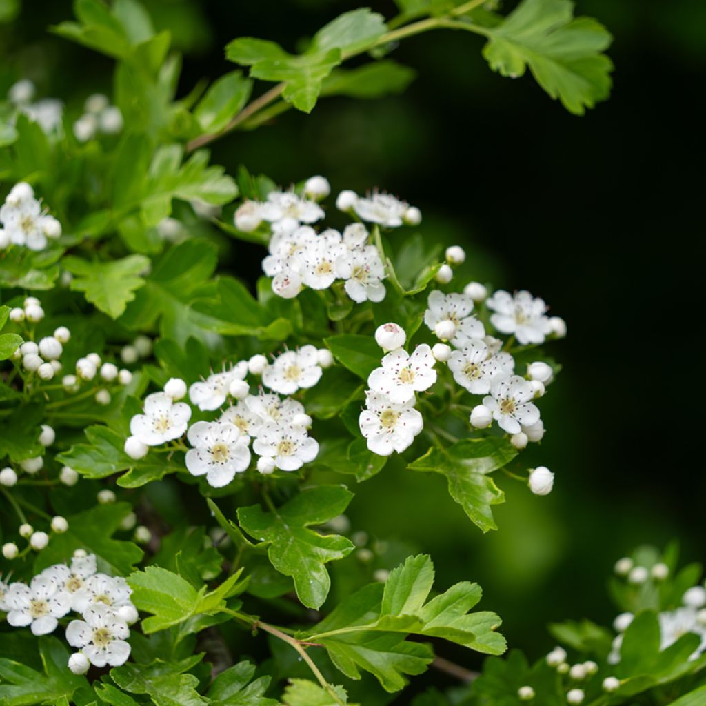Crataegus monogyna - Biancospino comune (semi)