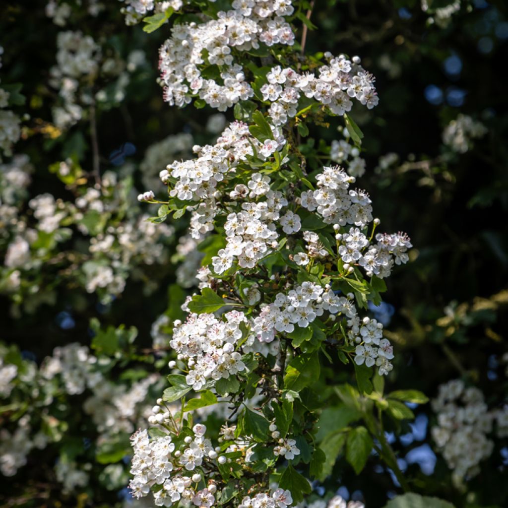 Crataegus monogyna - Biancospino comune (semi)