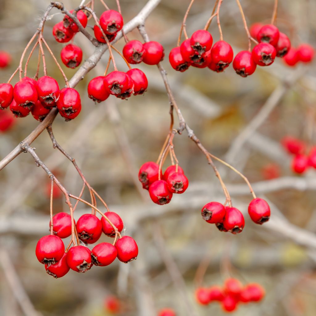 Crataegus monogyna - Biancospino comune (semi)