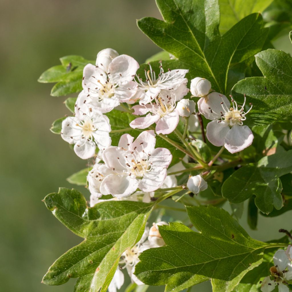 Crataegus monogyna - Biancospino comune (semi)