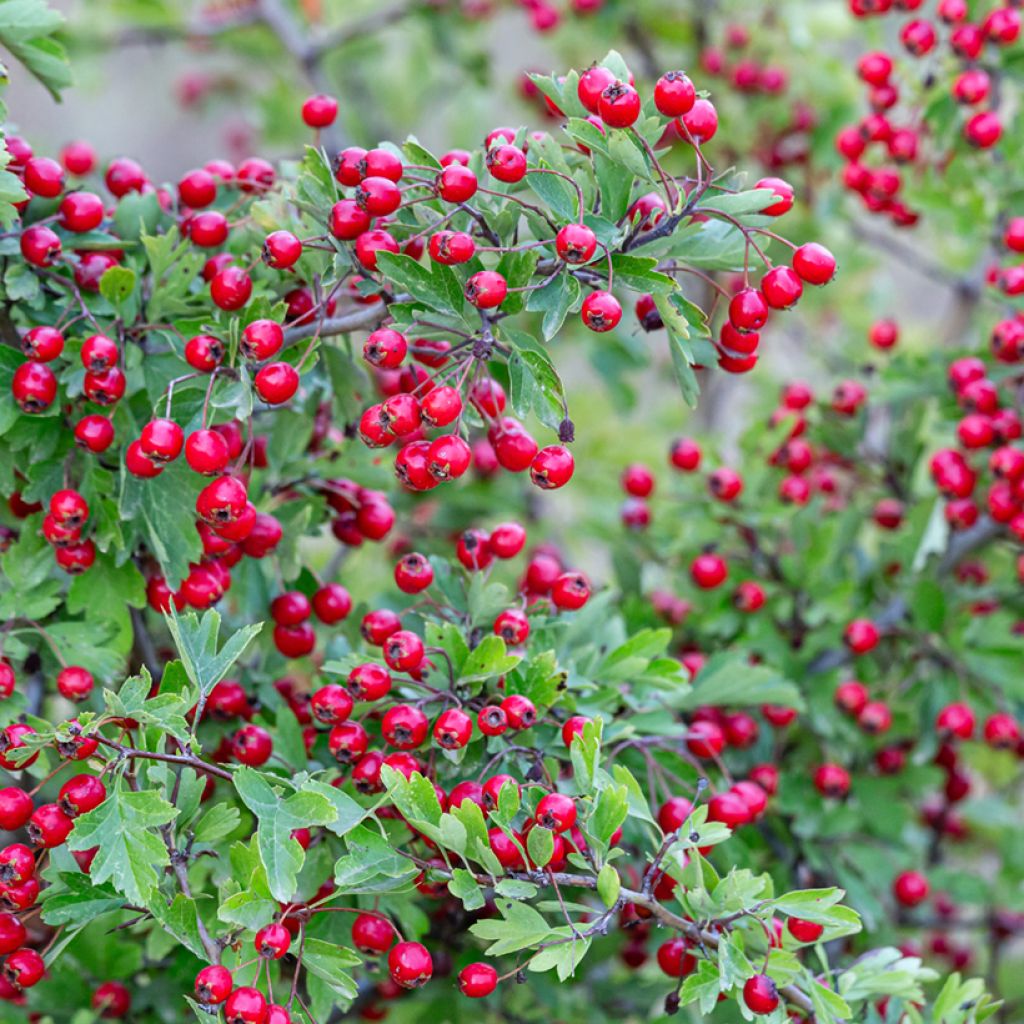 Crataegus monogyna - Biancospino comune (semi)