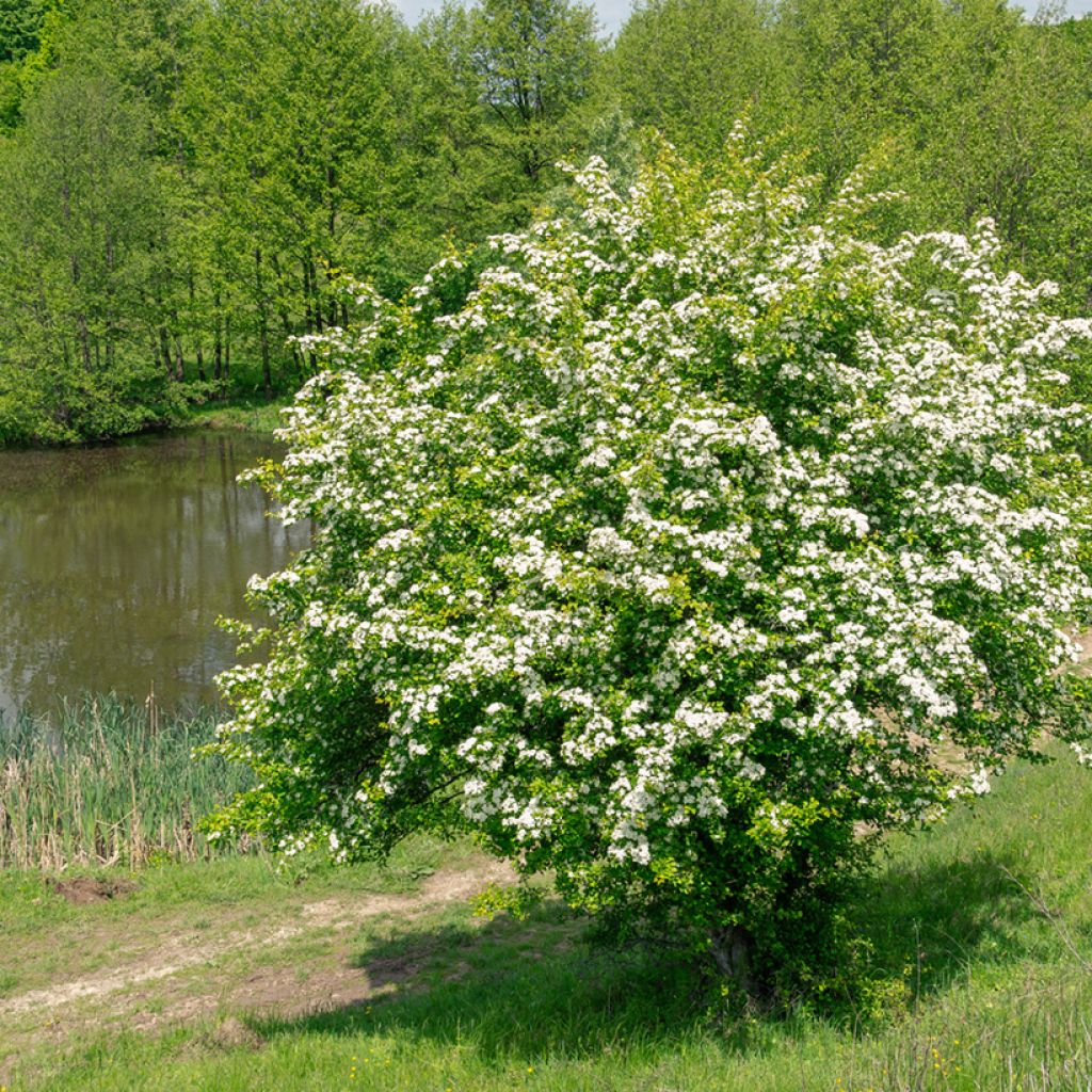 Crataegus monogyna - Biancospino comune (semi)