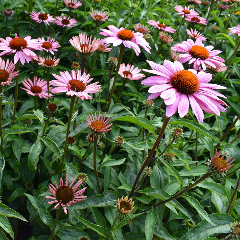 Echinacea purpurea Magnus (semi)