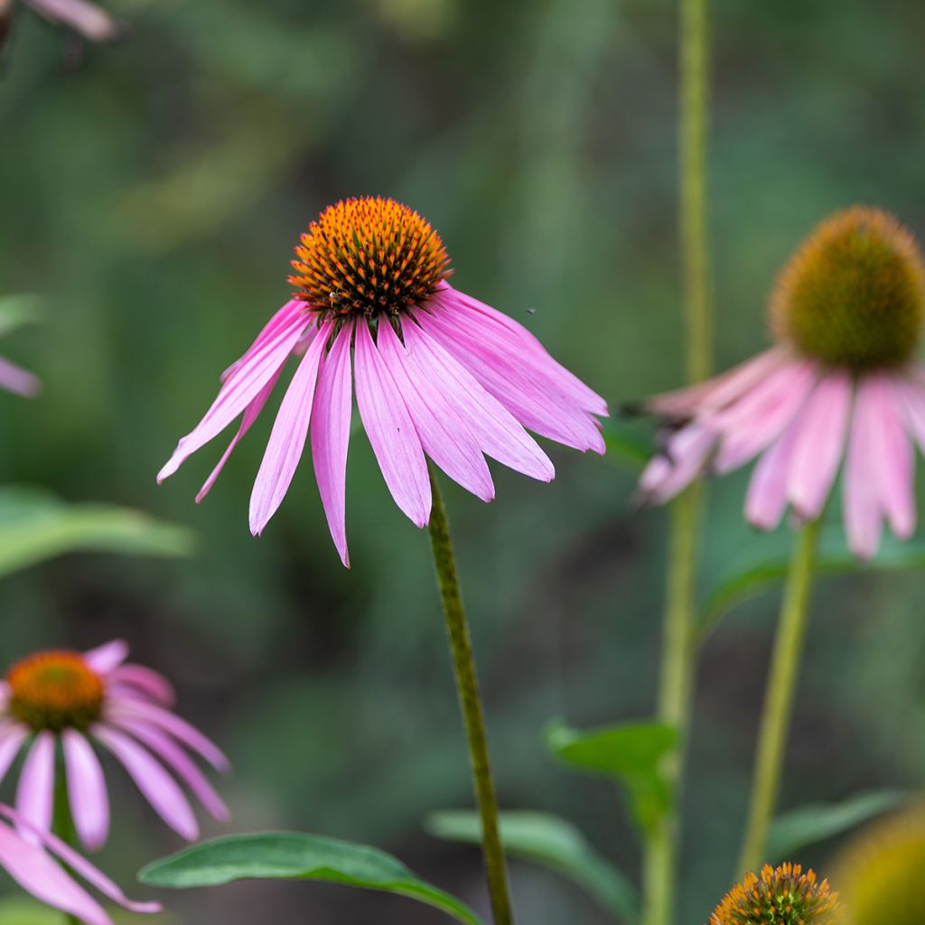Echinacea purpurea Magnus (semi)