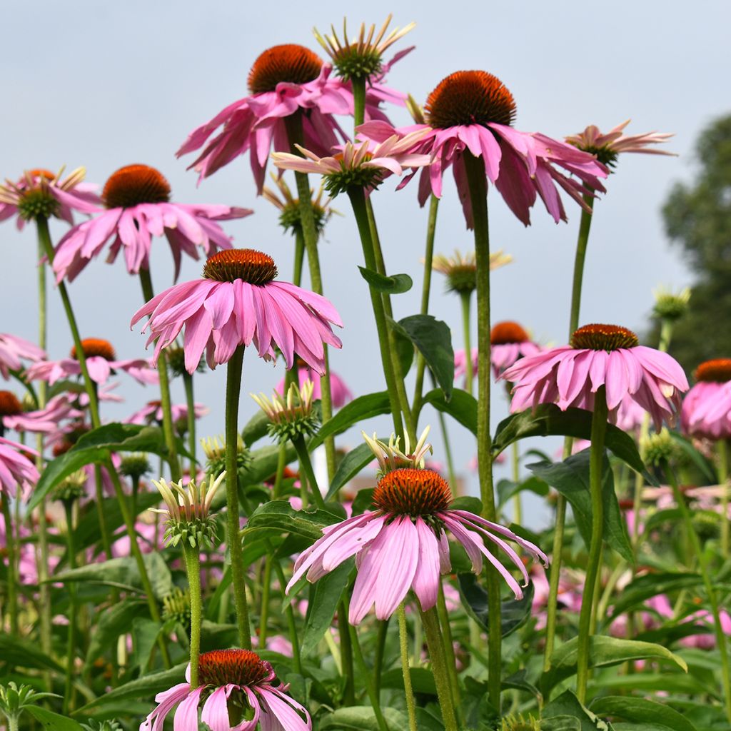 Echinacea purpurea Magnus (semi)