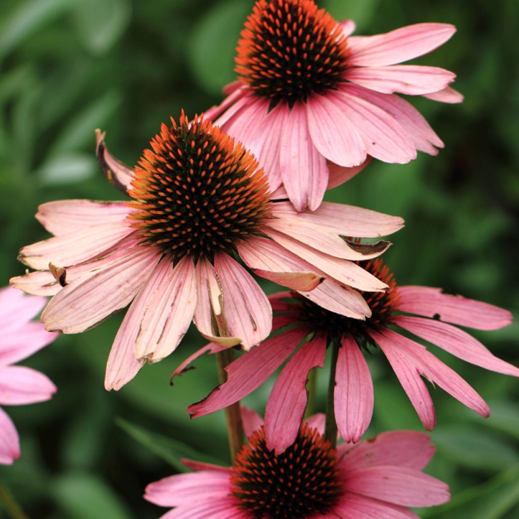 Echinacea purpurea Magnus (semi)