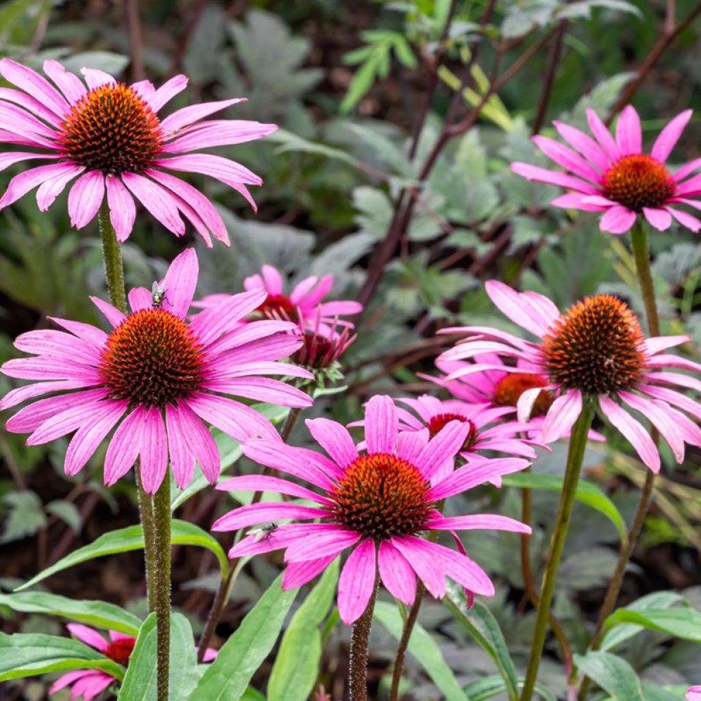 Echinacea purpurea Magnus (semi)