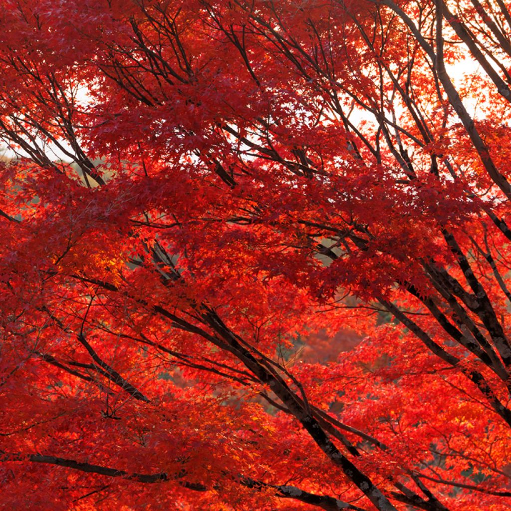 Acer rubrum - Acero Rosso (semi)