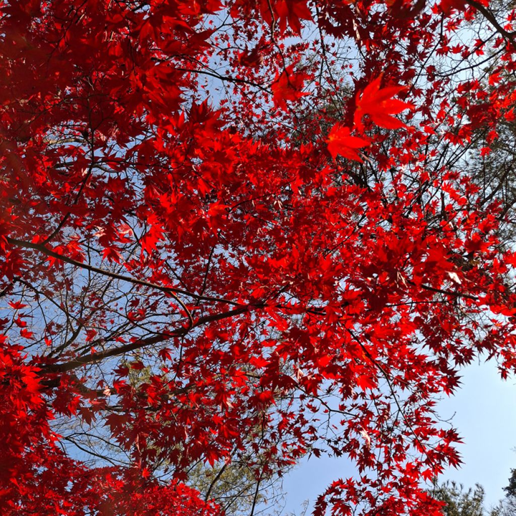 Acer rubrum - Acero Rosso (semi)