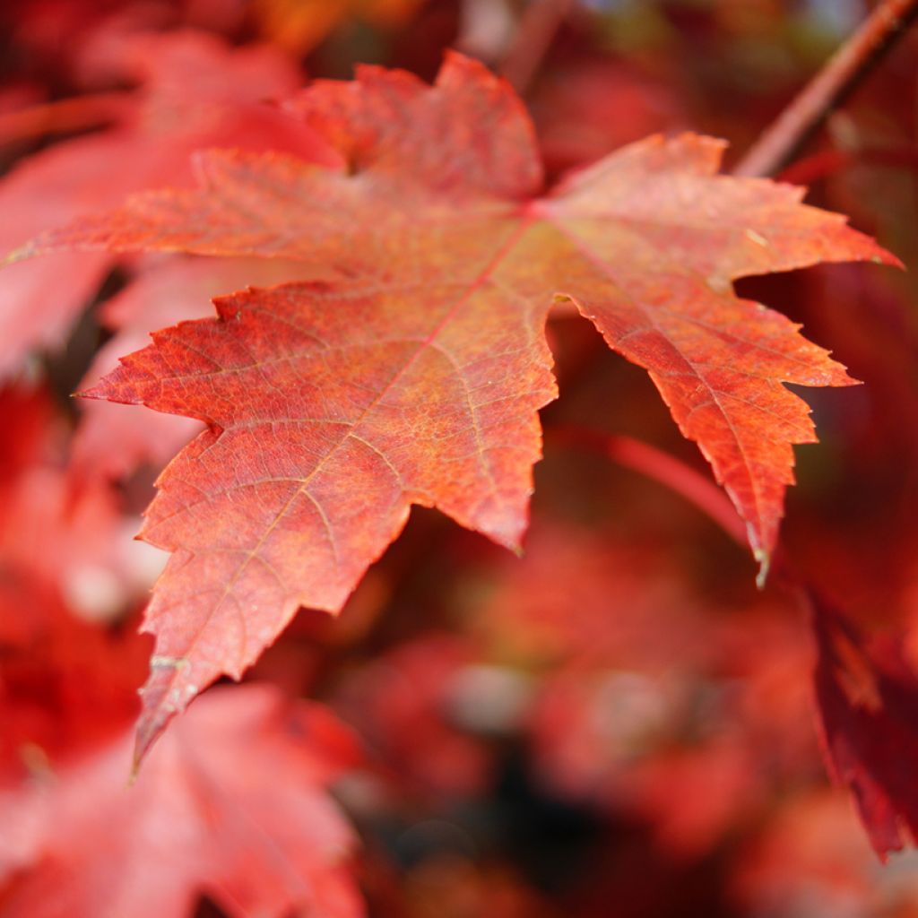 Acer rubrum - Acero Rosso (semi)