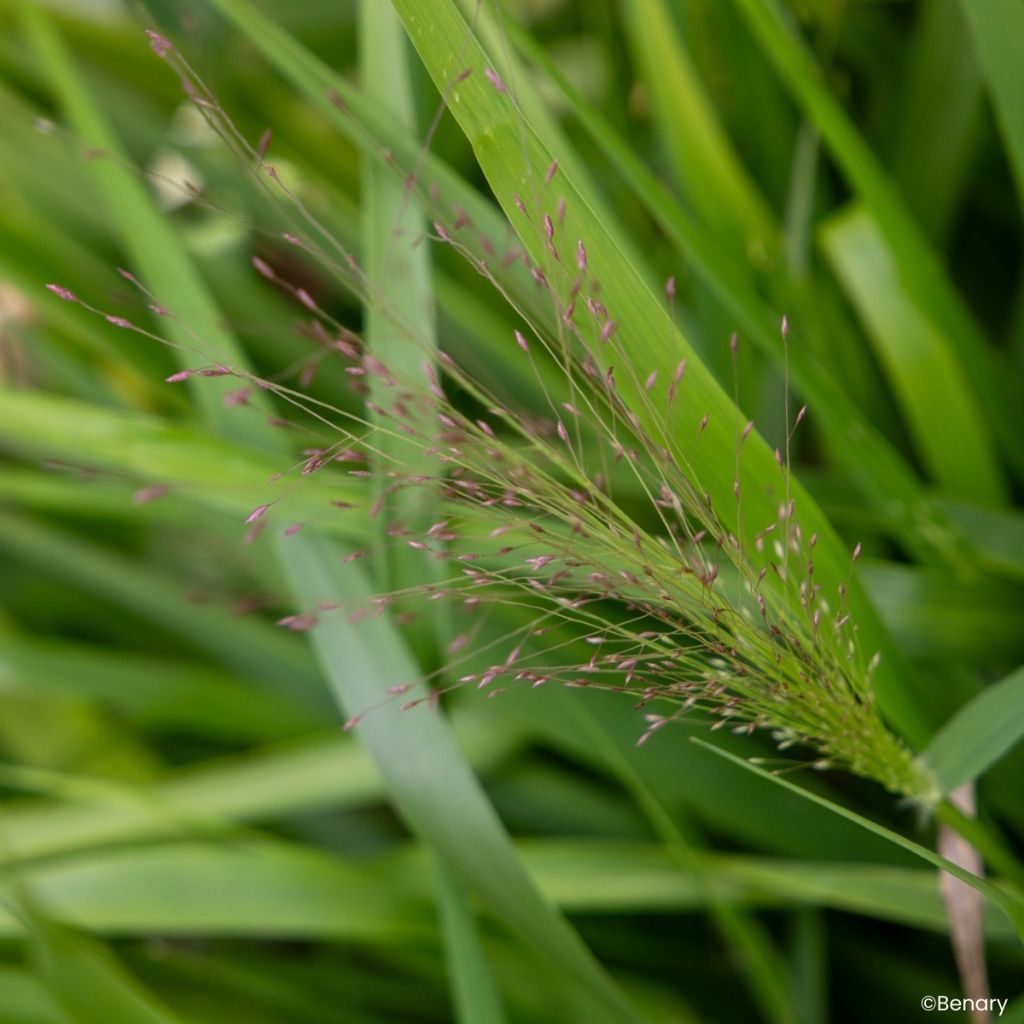 Eragrostis spectabilis Snuggy (semi)