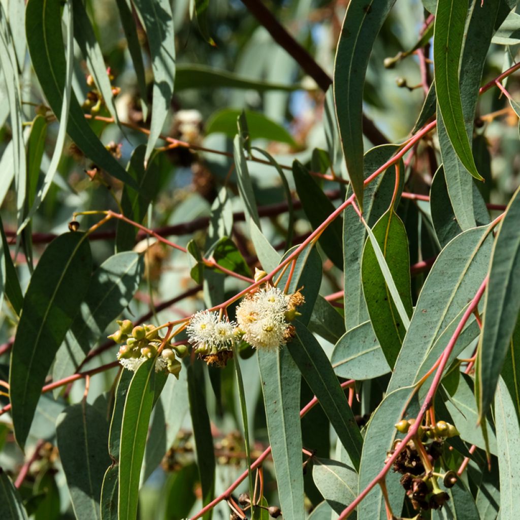 Eucalyptus globulus - Eucalipto (semi)