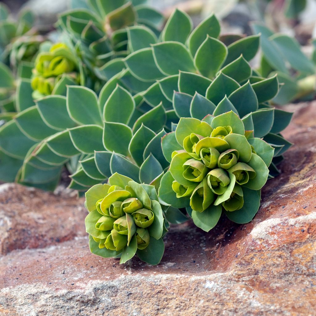 Euphorbia myrsinites (semi)