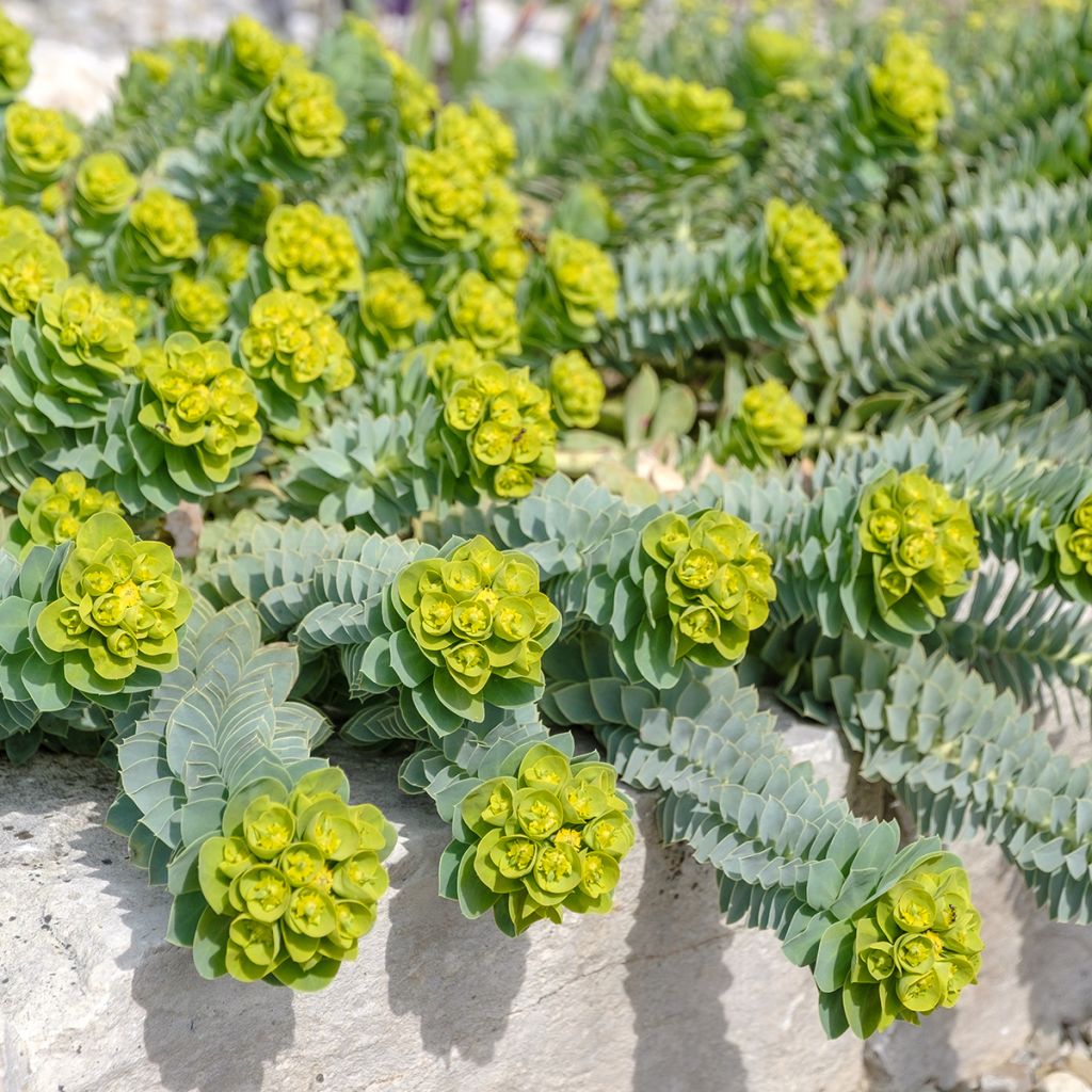 Euphorbia myrsinites (semi)