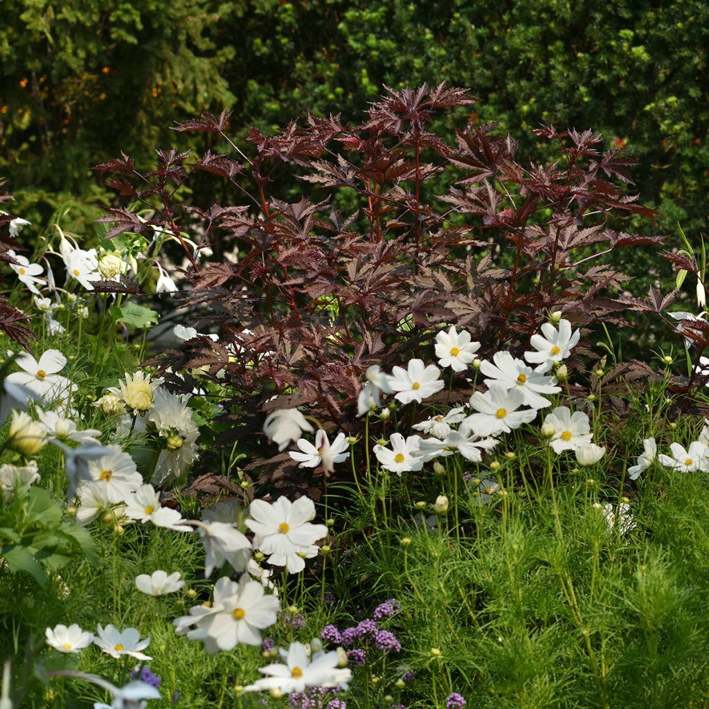 Hibiscus acetosela Mahogany Splendor (semi) - Ibisco rosso
