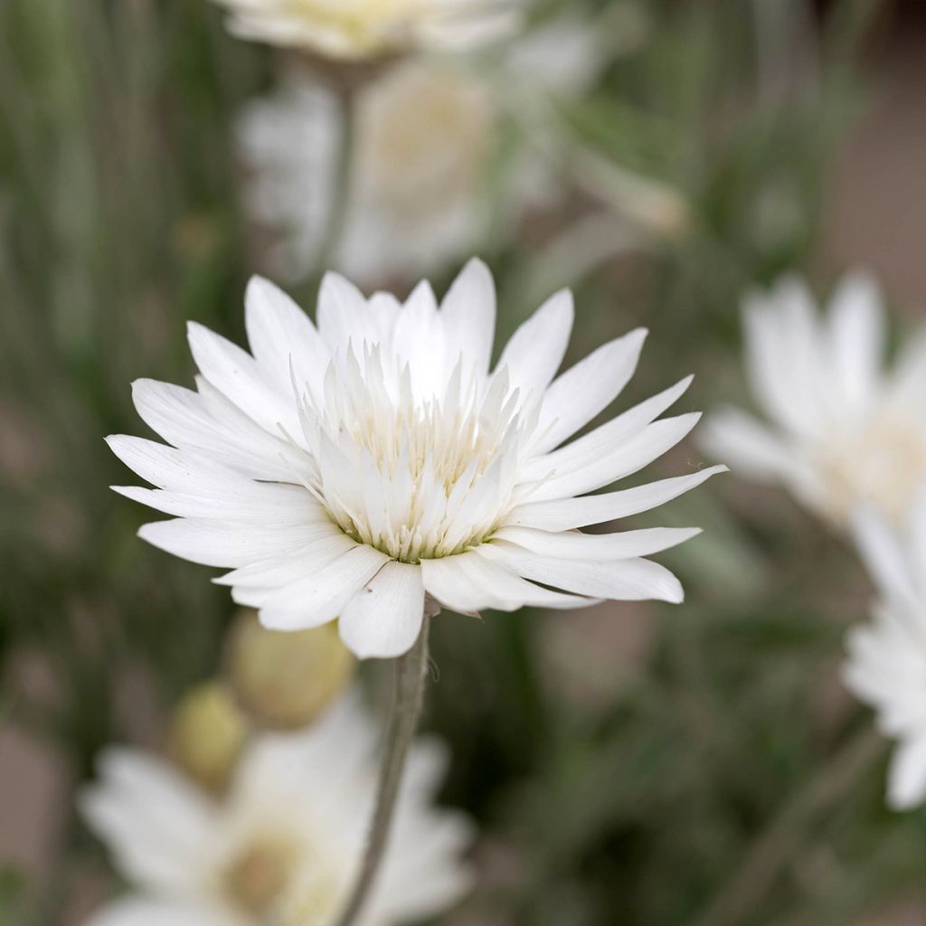 Xeranthemum Superbissimum Album (semi)